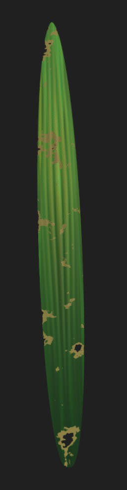 Palm Leaf