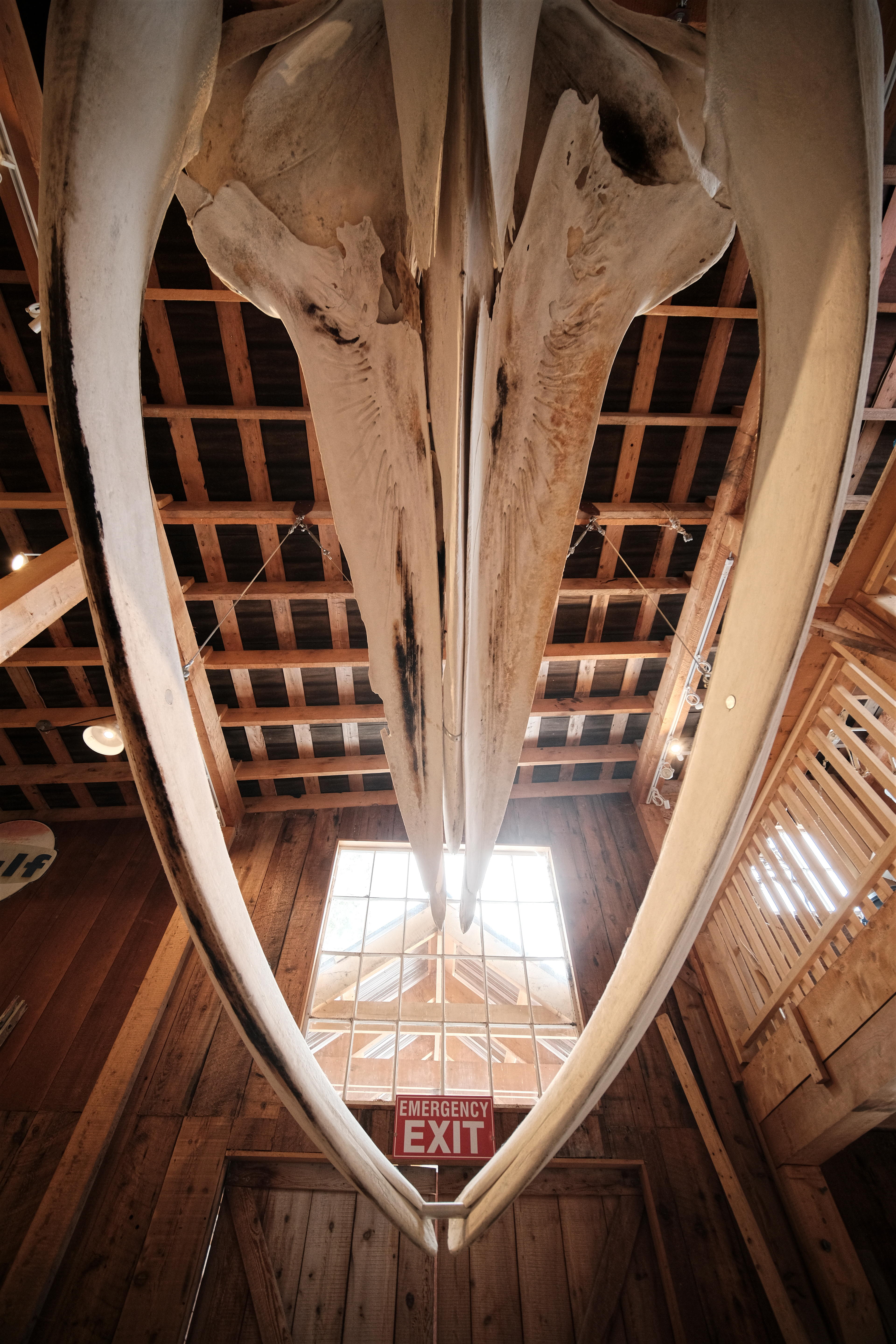 Whale Skull in Telegraph Cove