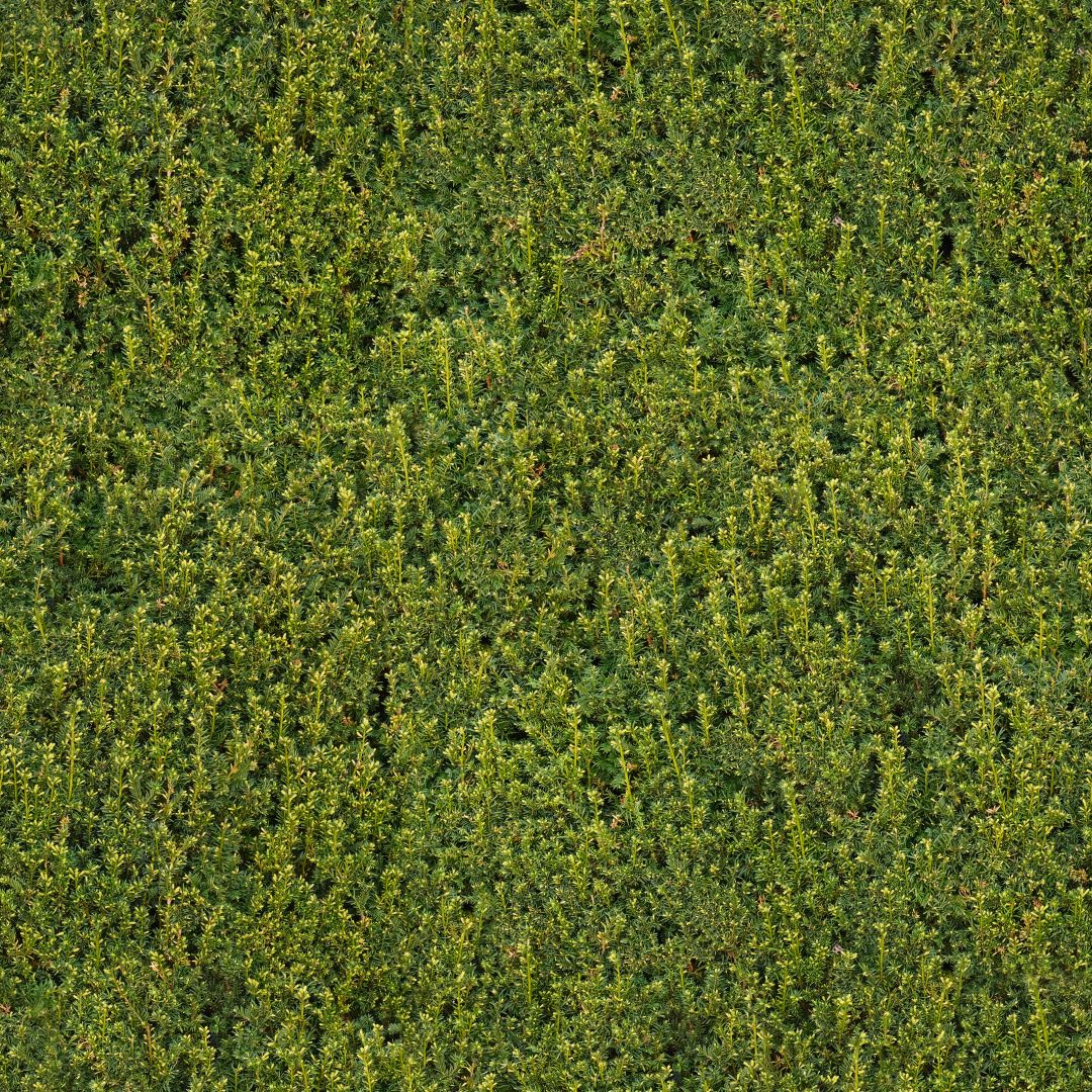 Hedge