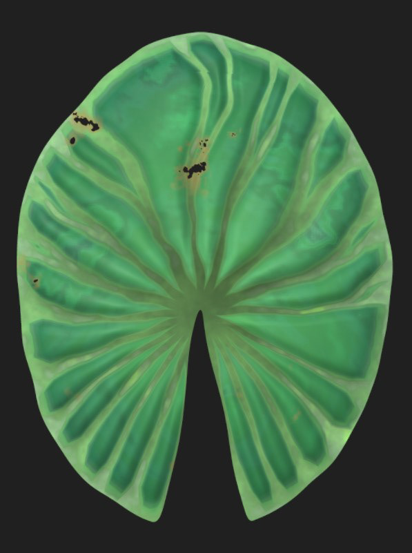 Roundleaf Old