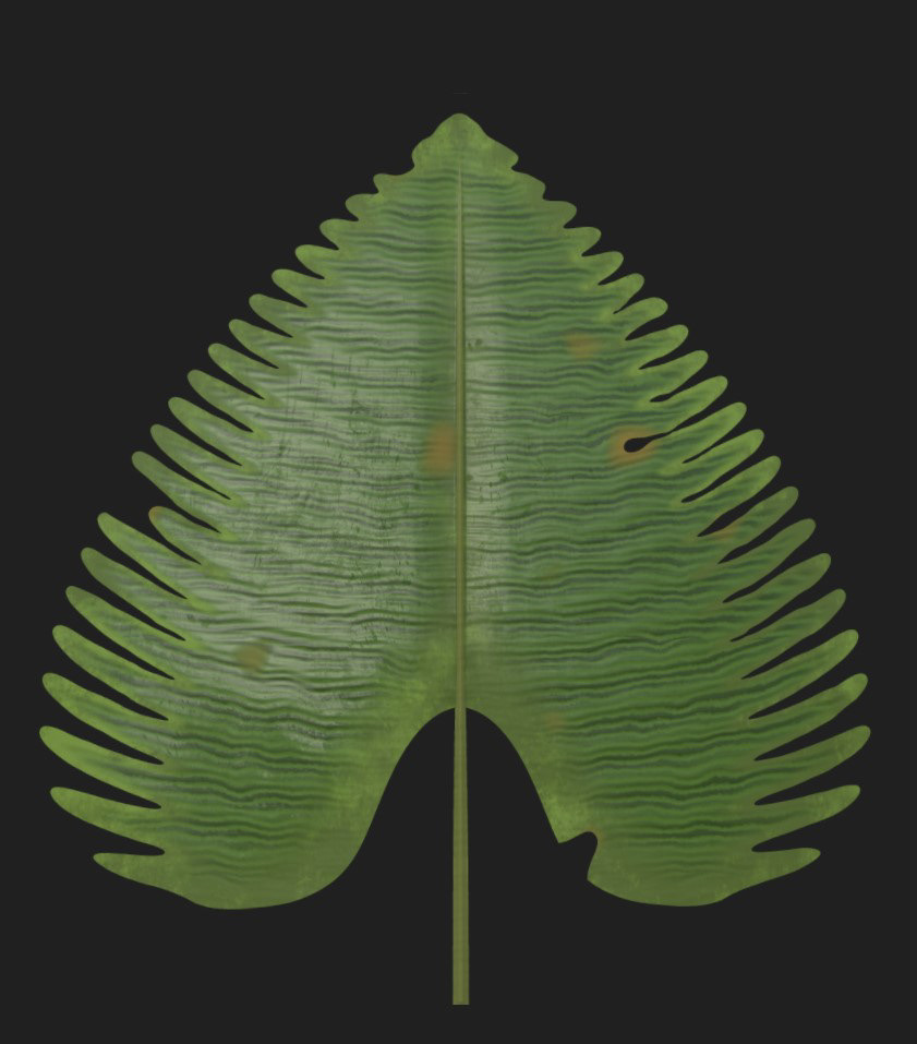 Lily Palm Leaf