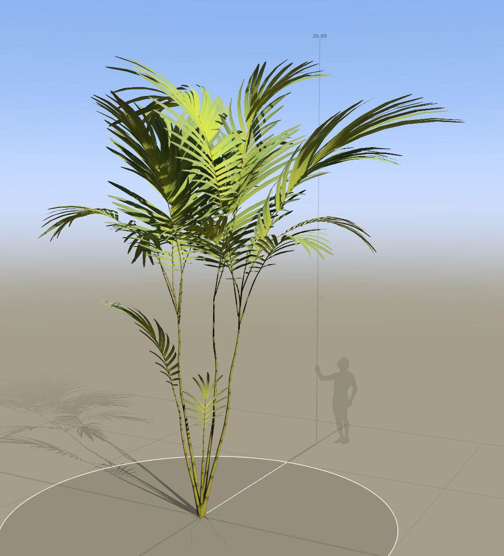 Spikey leaf palm