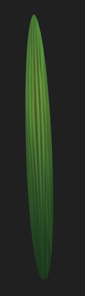 Palm Leaf
