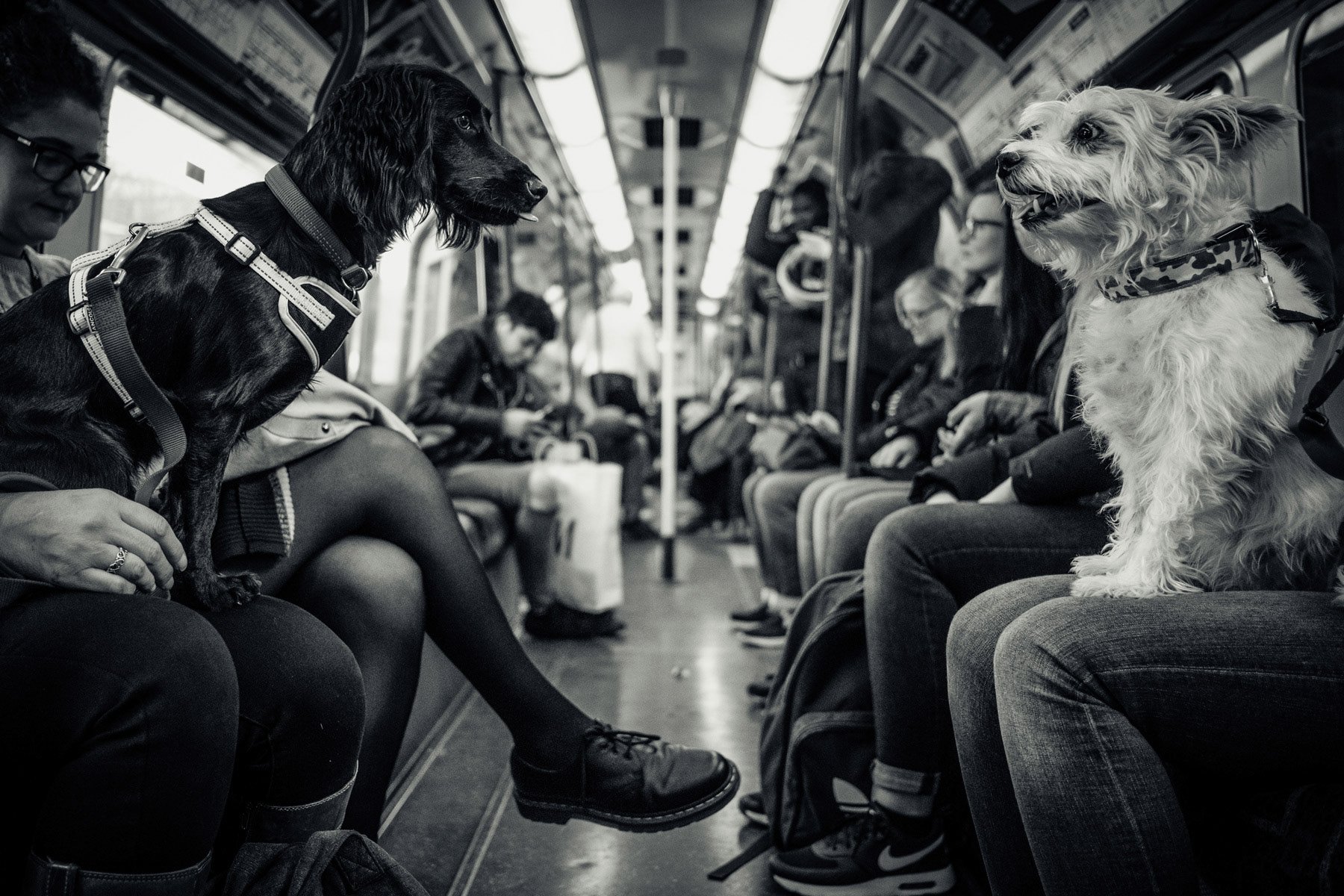 WINNER - LOVE IN LONDON 2020 - Love Your Animals