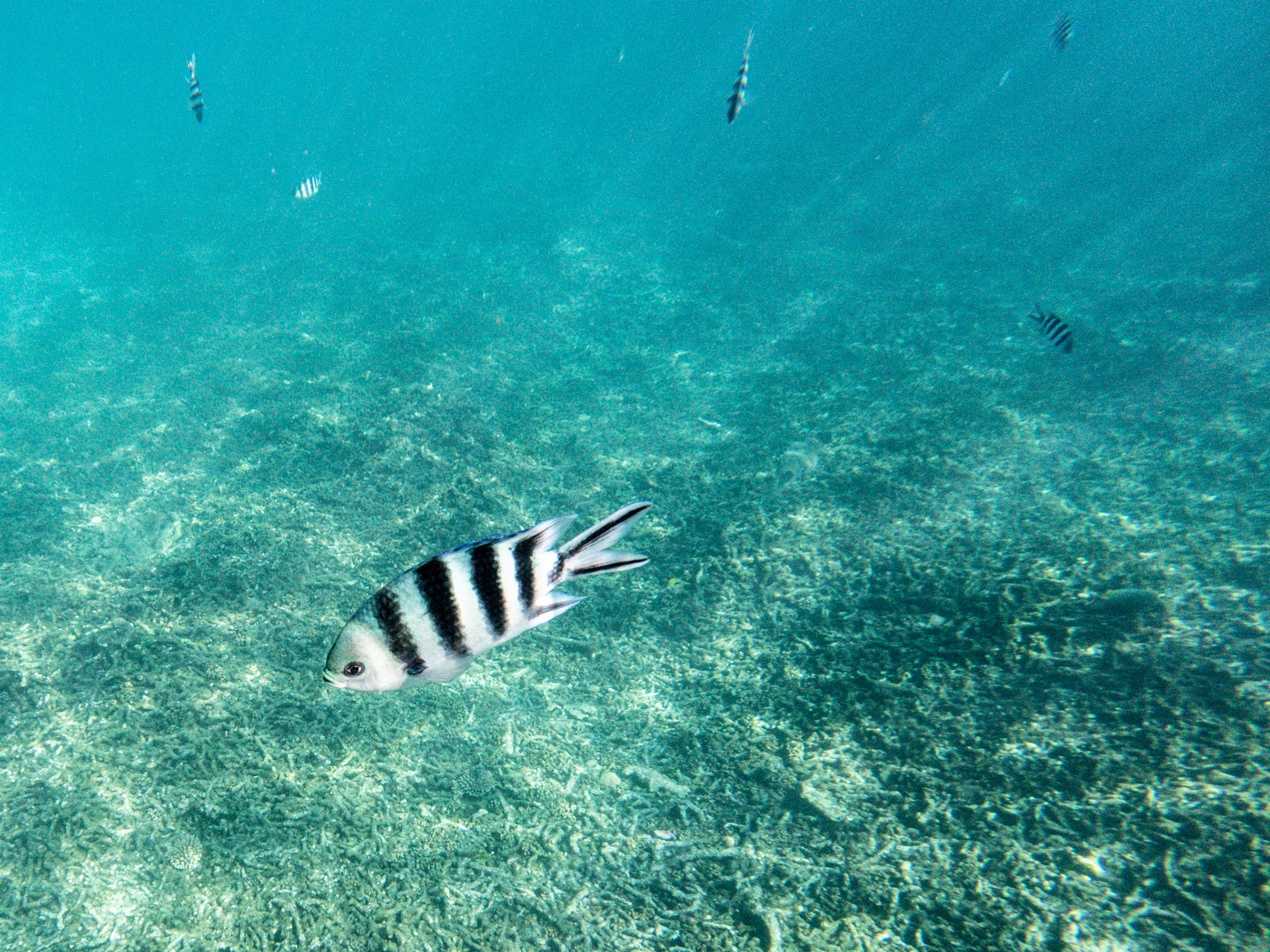C:\DCIM\100GOPRO\GOPR0066.GPR
