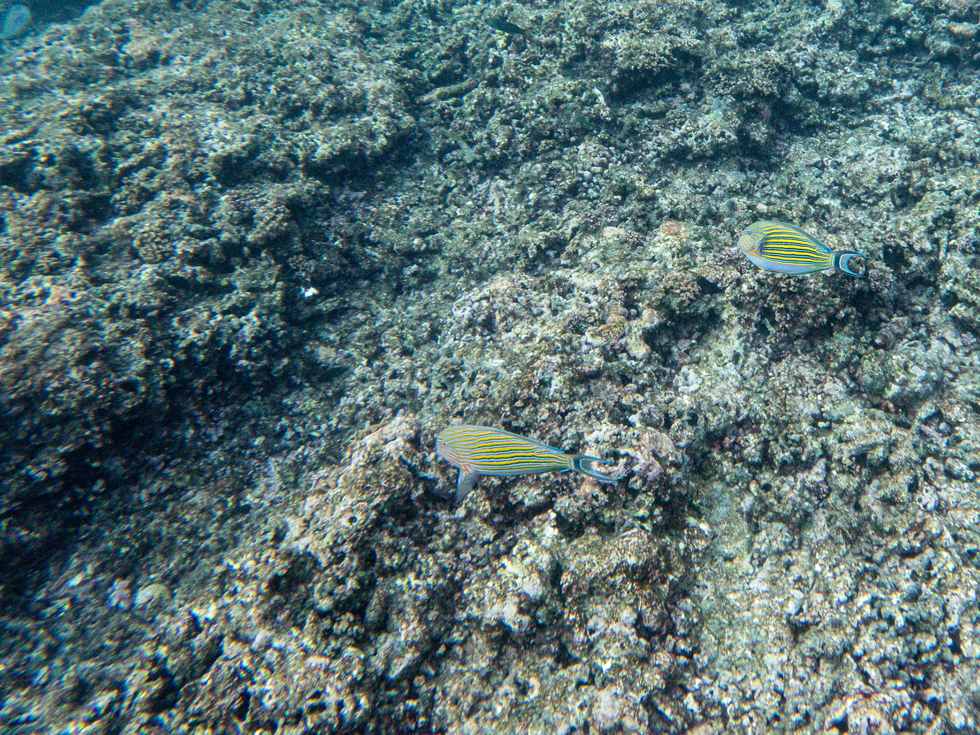 C:\DCIM\100GOPRO\GOPR0075.GPR