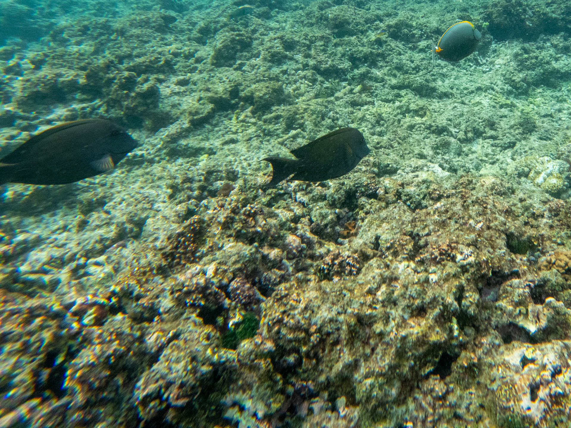 C:\DCIM\100GOPRO\GOPR0090.GPR