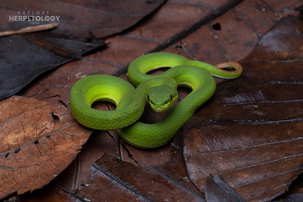 White-lipped pit viper (Trimeresurus cf. albolabris)