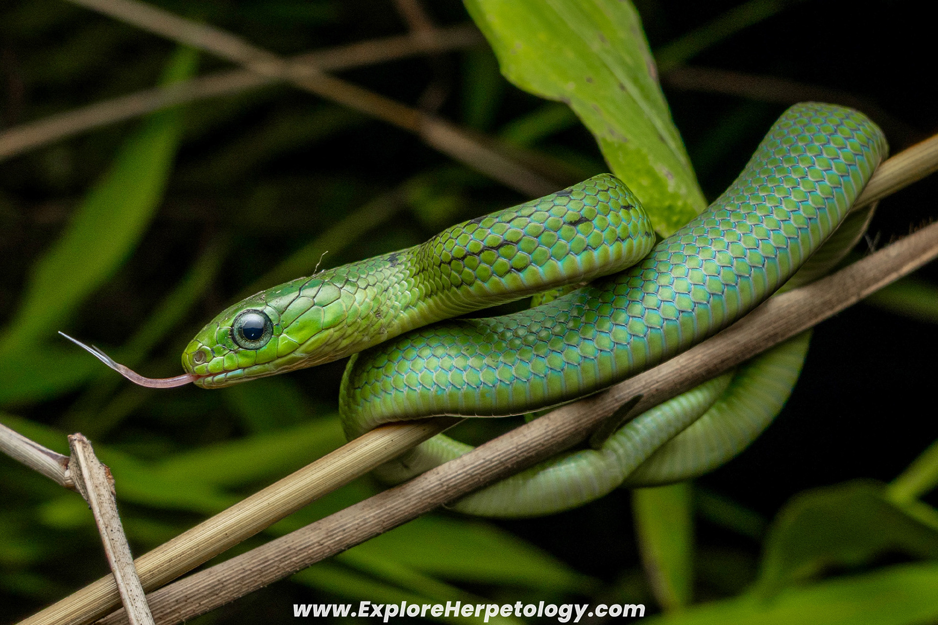 Greater green snake (Ptyas major).