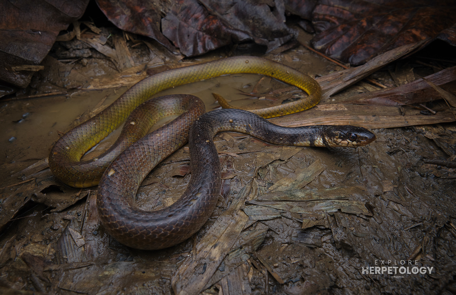 Blackwater ratsnake (Xenelaphis hexagonotus)