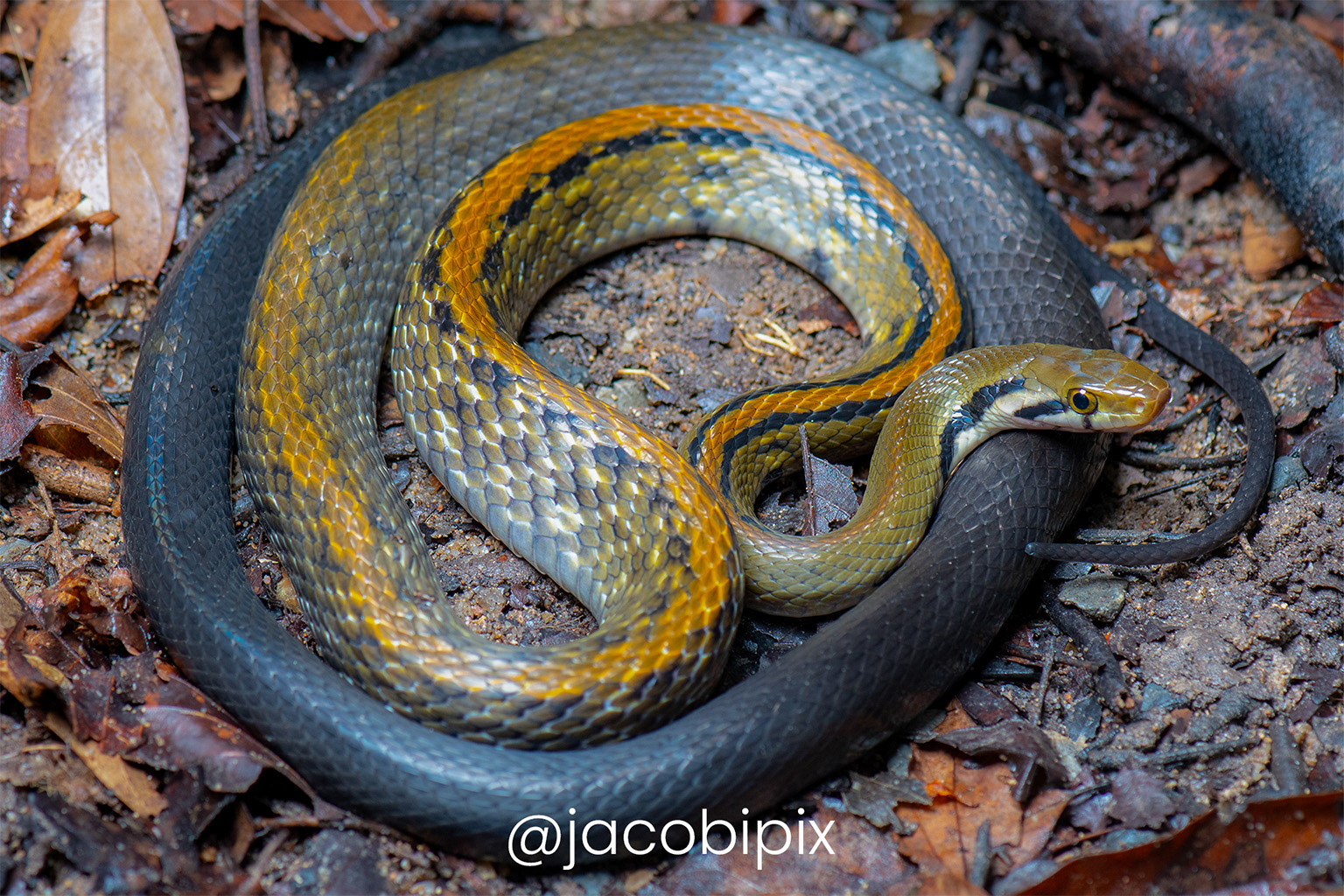 Malayan racer (Coelognathus flavolineatus).