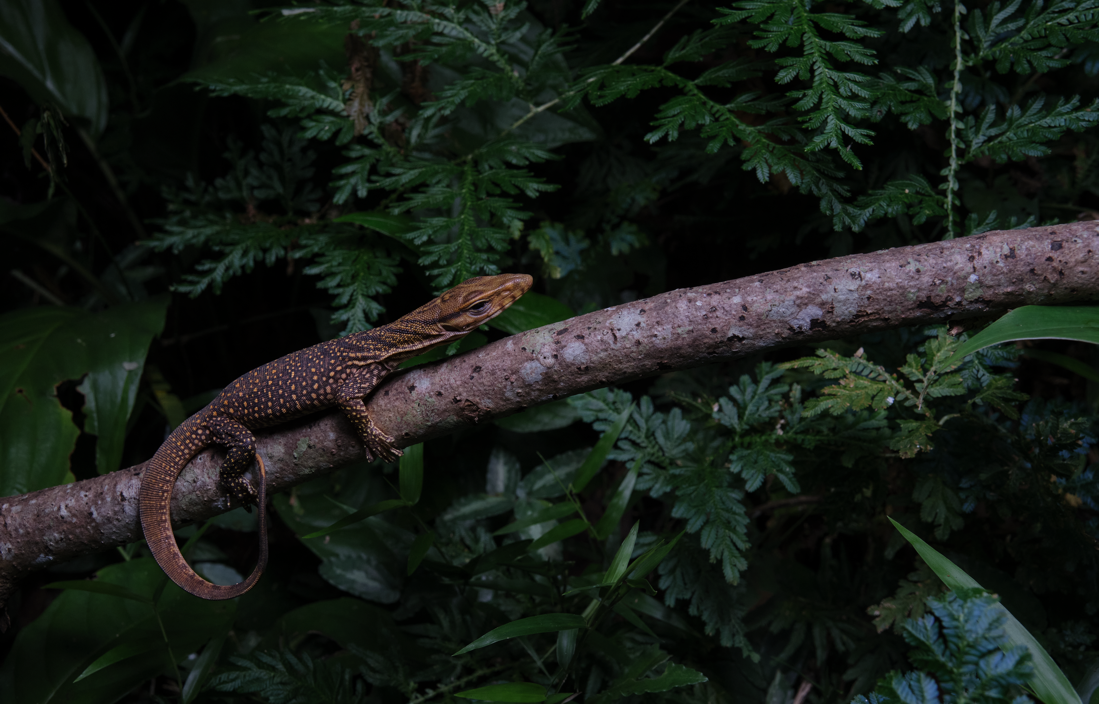 Juvenile clouded monitor (Varanus nebulosus)