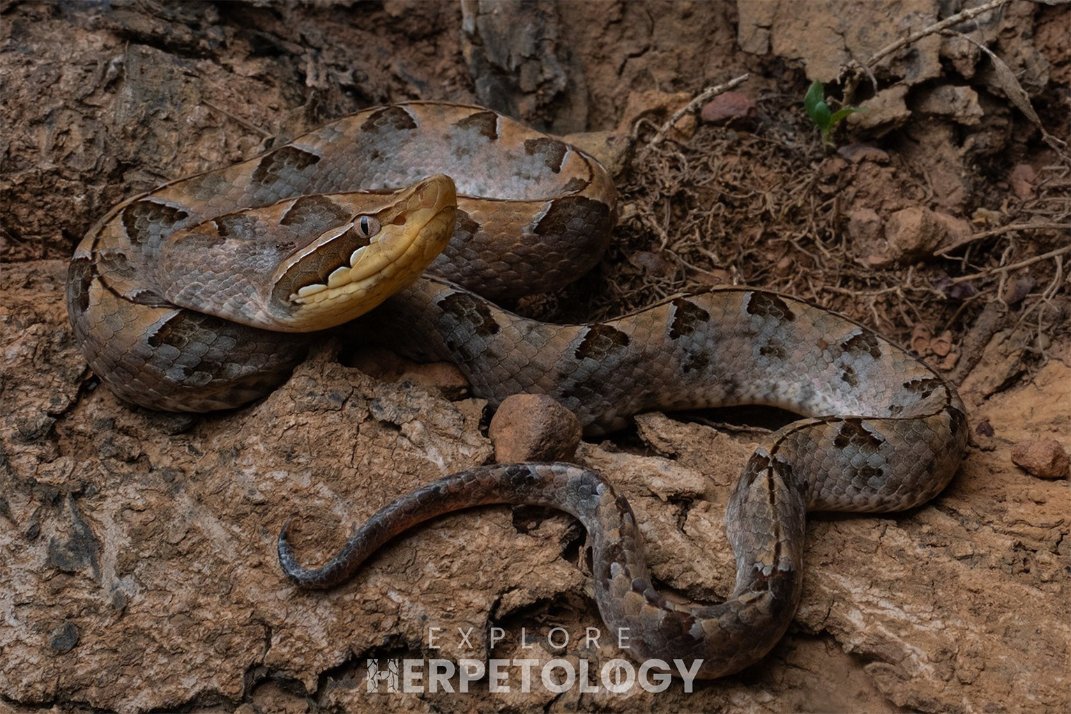 Malayan pit viper (Calloselasma rhodostoma).