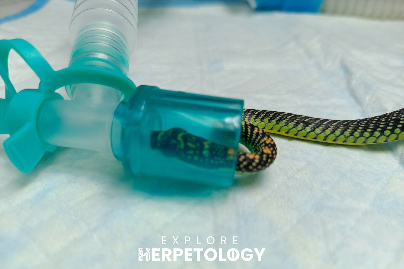 Putting the snake under euthanasia.
