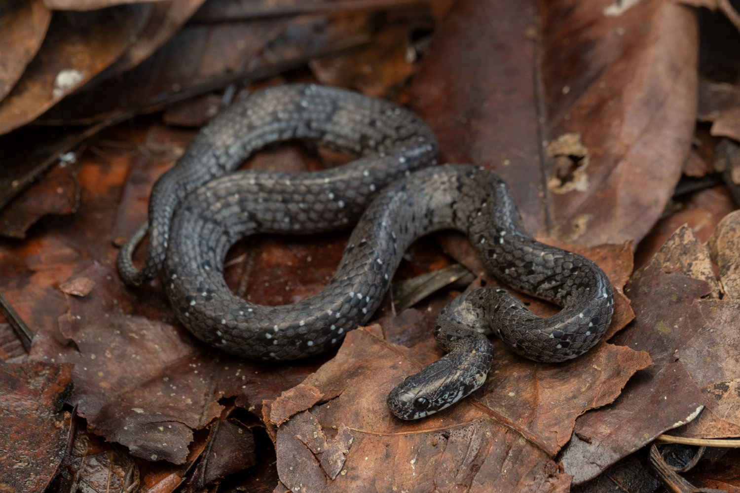 White-spotted slug snake (Pareas margaritophorus).