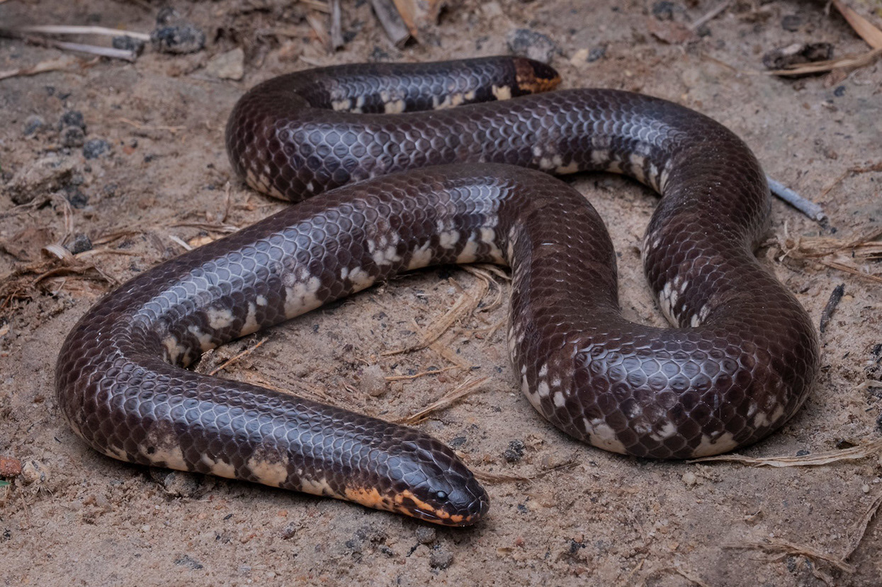 Jodi's pipe snake (Cylindrophis jodiae).