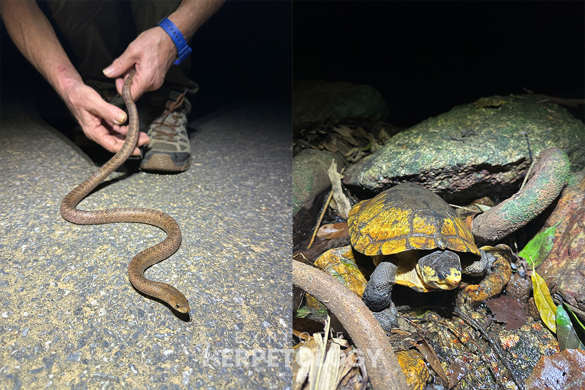 Left: Oligodon purpurascens. Right: Notochelys platynota.