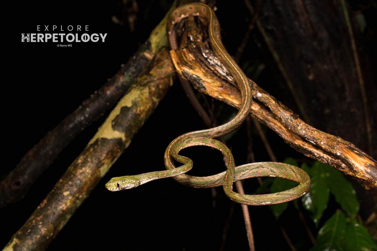 Bengkulu cat snake (Boiga bengkuluensis) adult