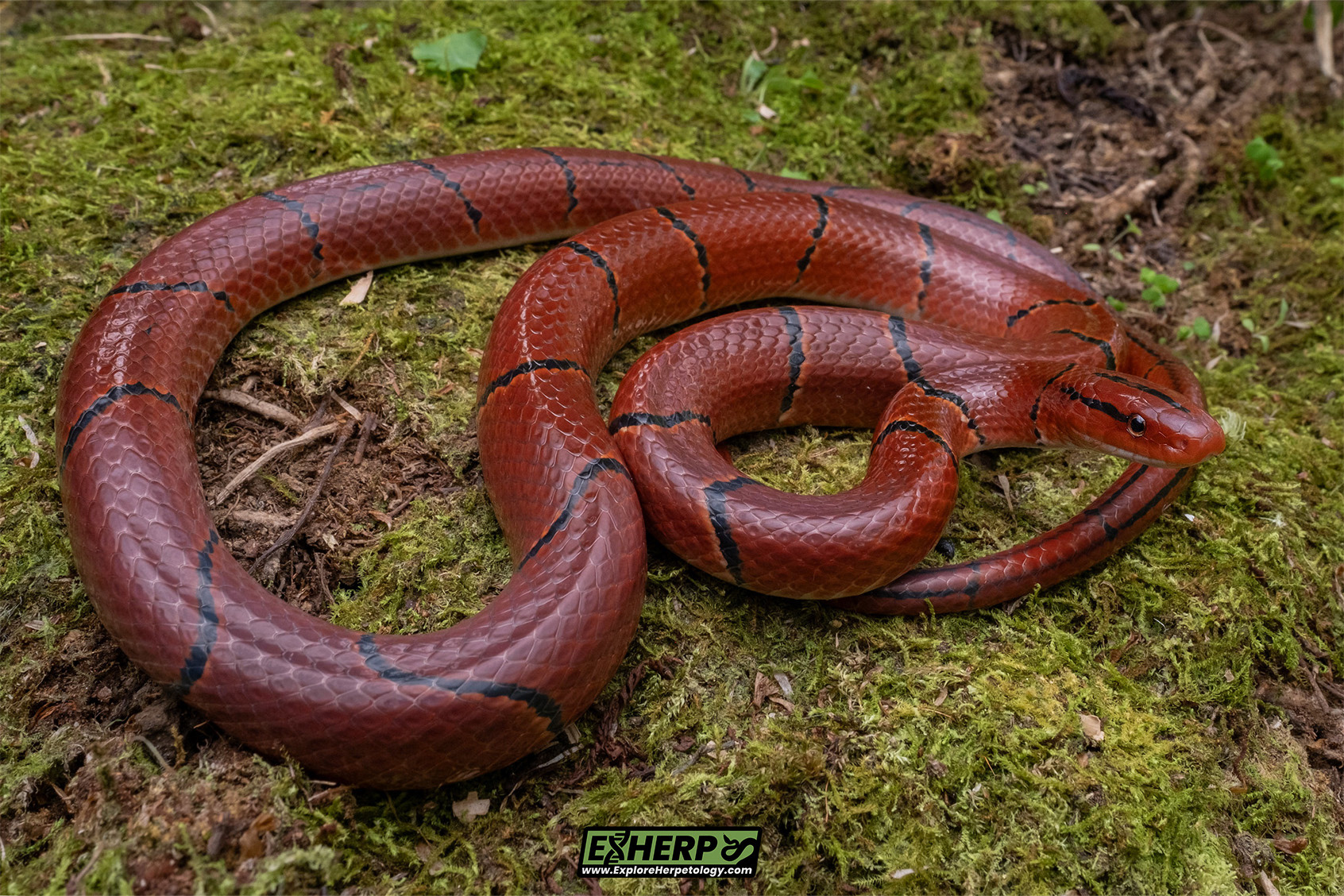 Red-bamboo ratsnake (Oreocryptophis porphyracea laticinctus).