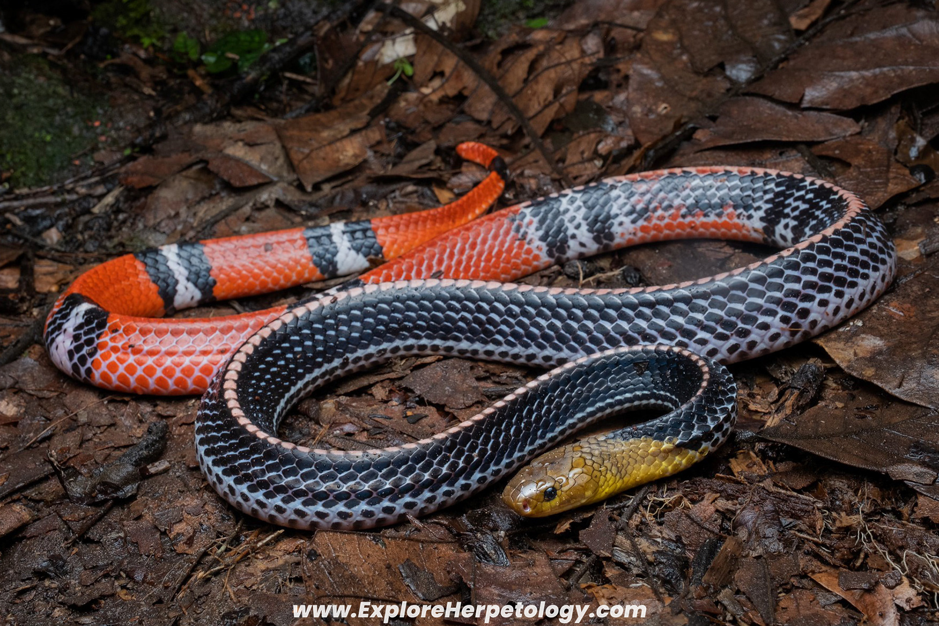 Kinabalu krait (Bungarus baluensis).