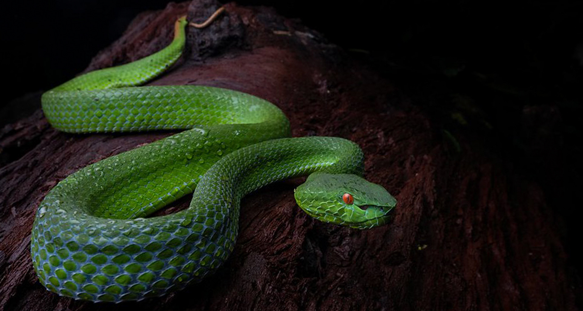 Sabah pit viper (Trimeresurus sabahi)