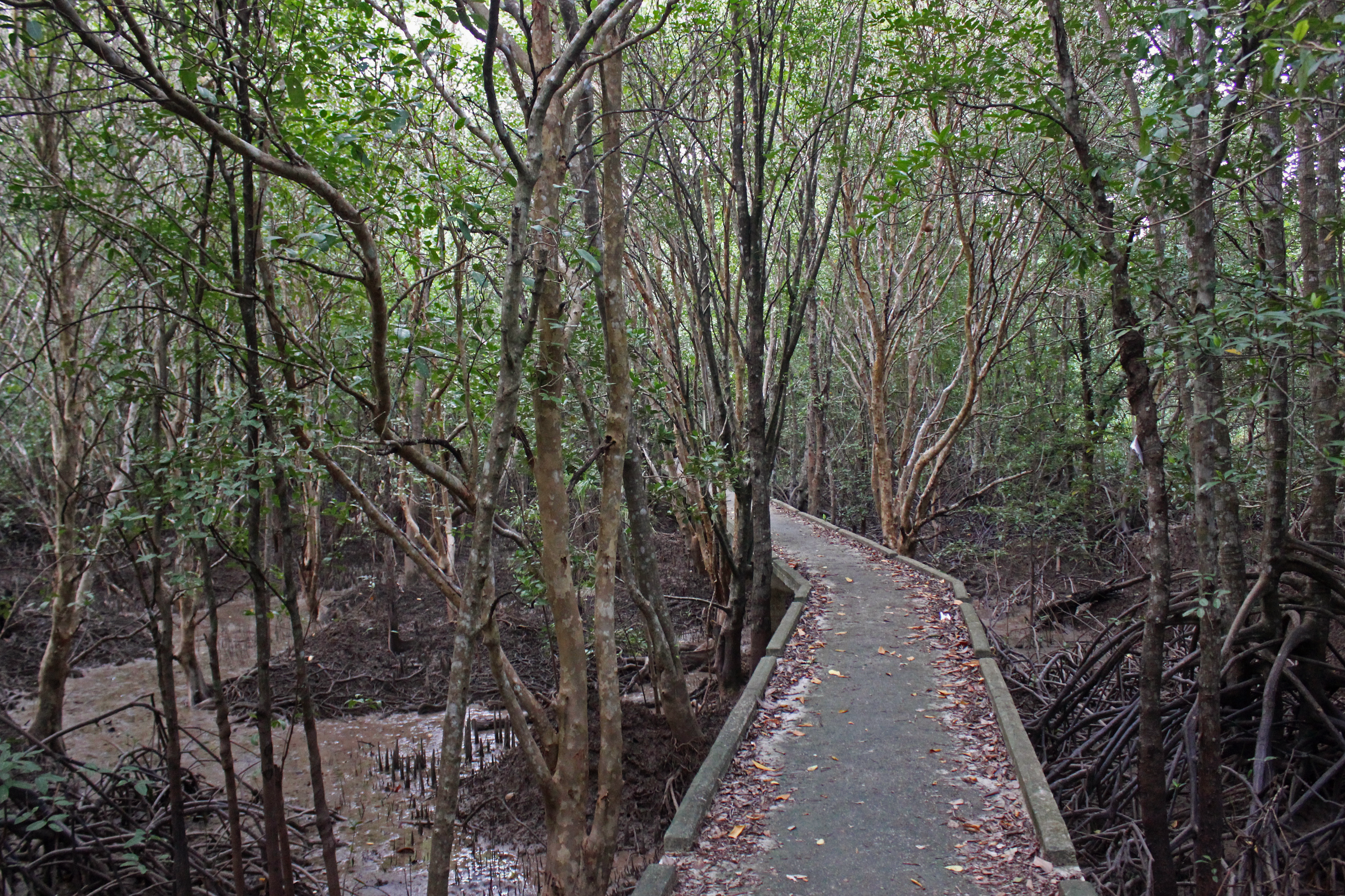 Mangrove forest boardwalk, Krabi