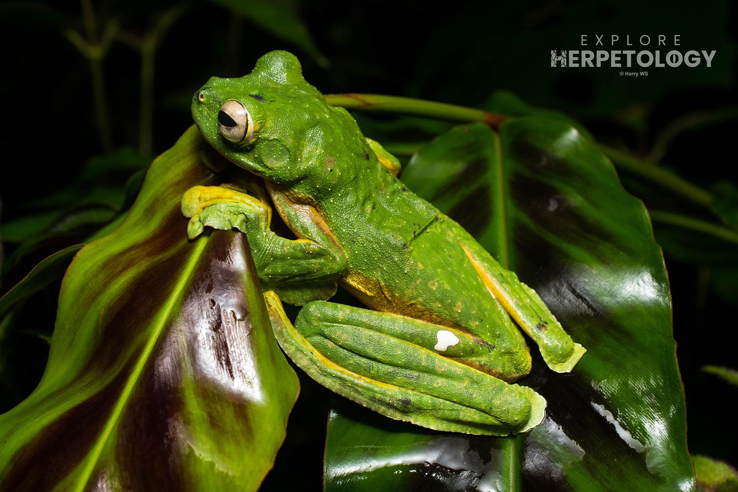 Wallace's flying frog (Rhacophorus nigropalmatus)