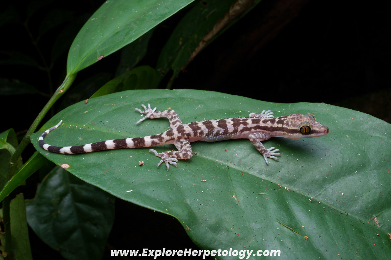 Four-striped gecko (Cyrtodactylus quadrivirgatus).