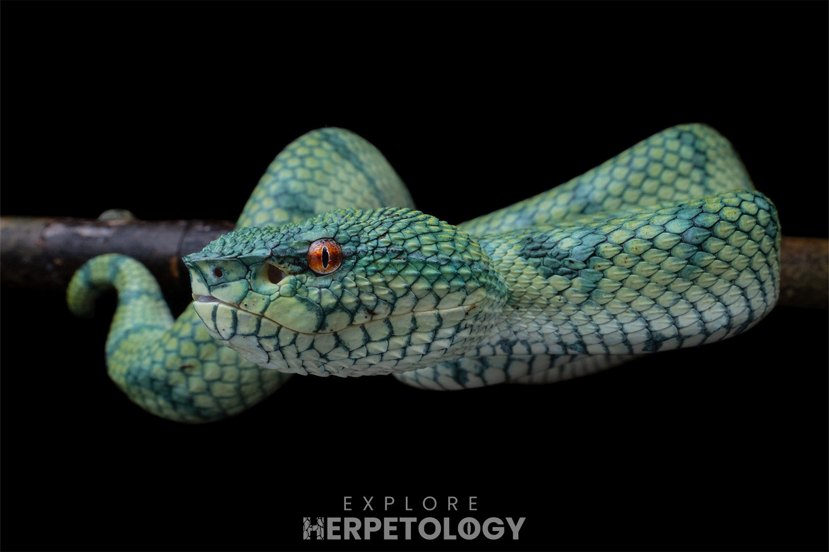 The smaller T. subannulatus.