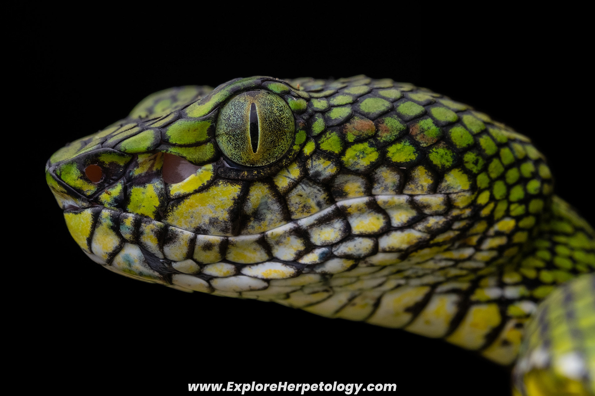 Adult male Nias pit viper (Trimeresurus calamitas).