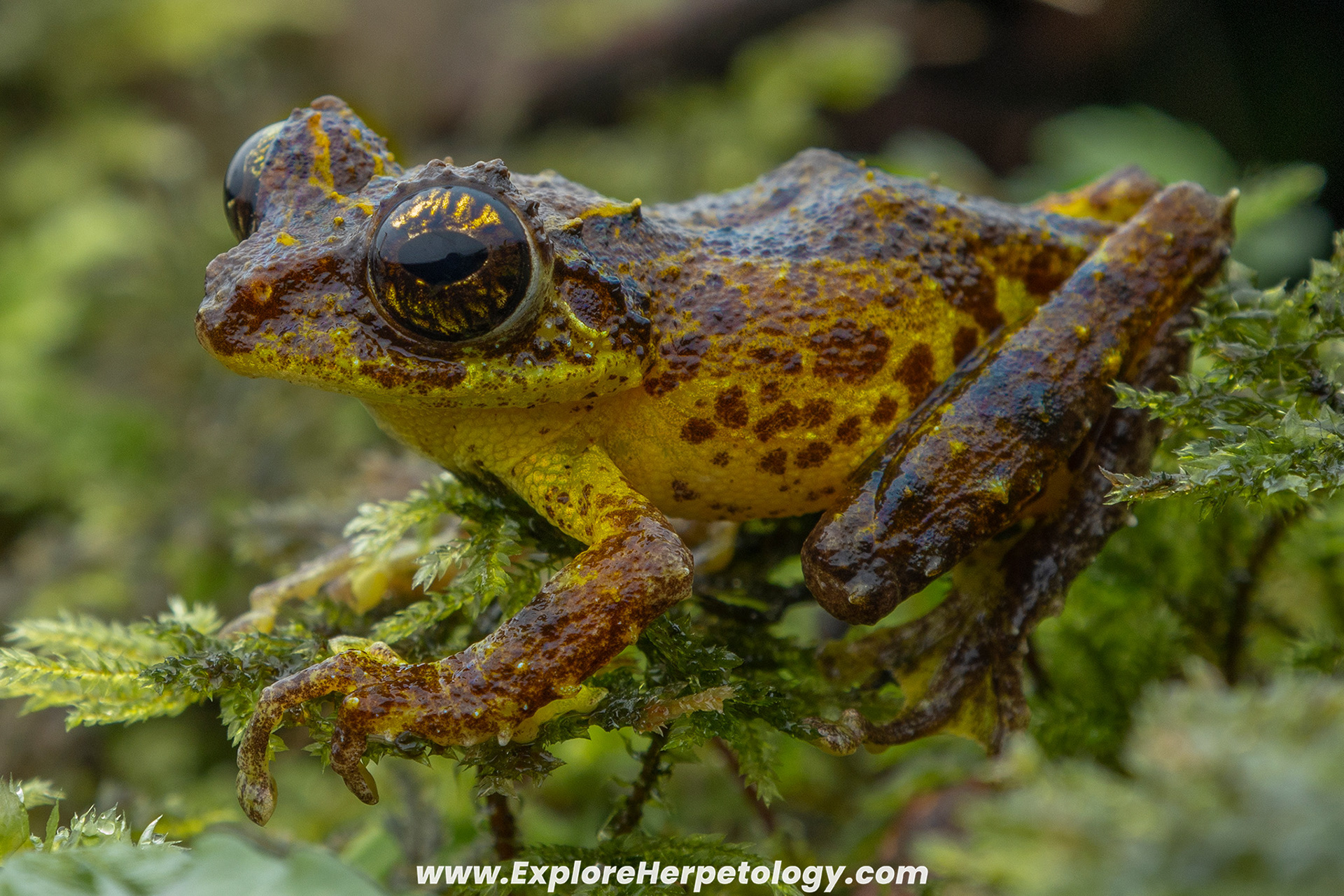 Mossy shrub frog (Philautus macroscelis).