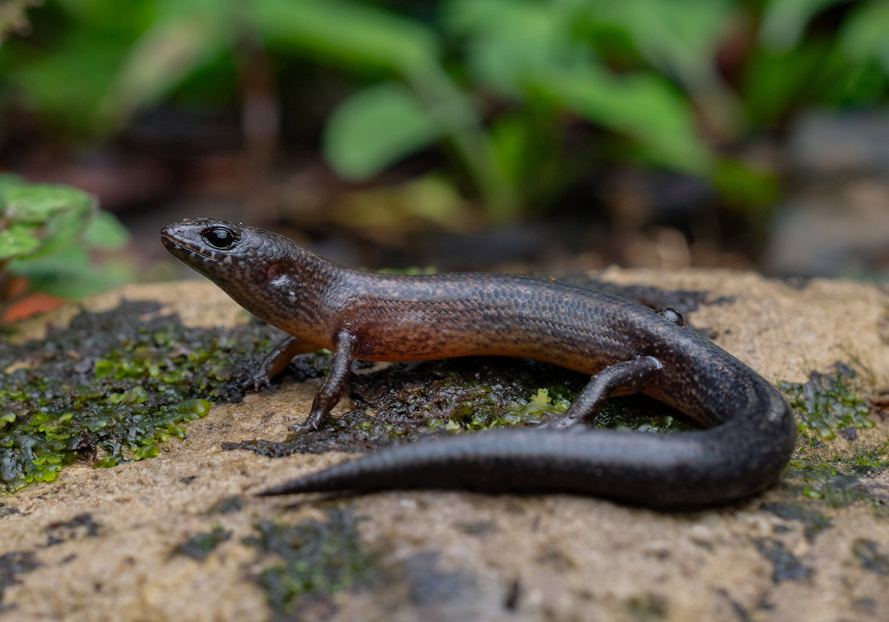 Oak forest skink (Tytthoscincus aesculeticola)