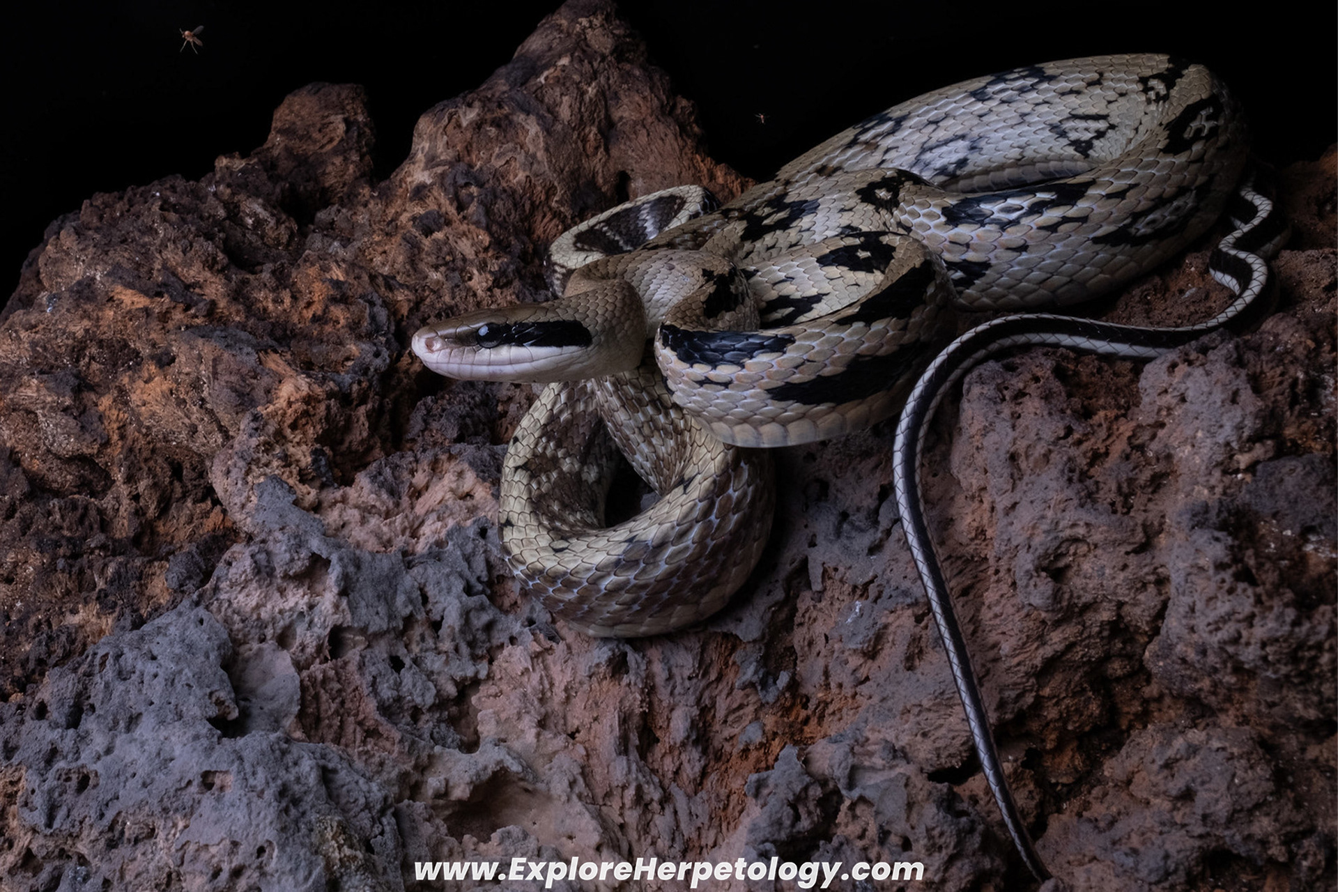 Yunnan beauty ratsnake (Elaphe taeniura yunnanensis).