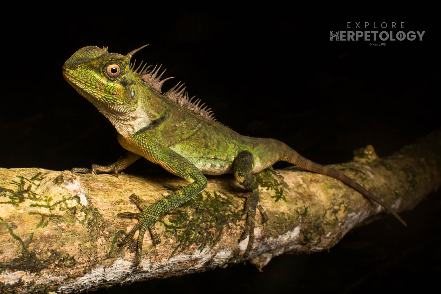 Armoured horned dragon (Acanthosaura armata)