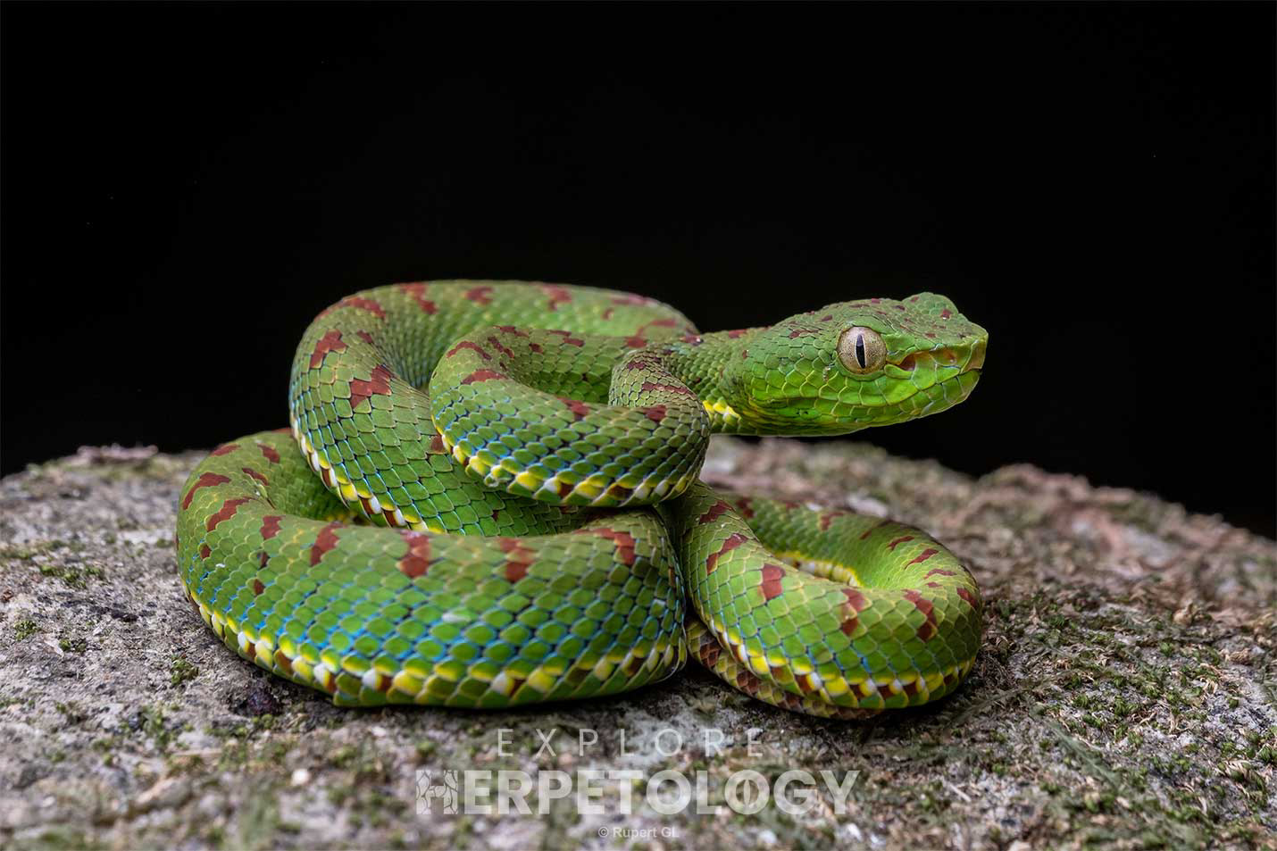 Philippine pit viper (Trimeresurus flavomaculatus)