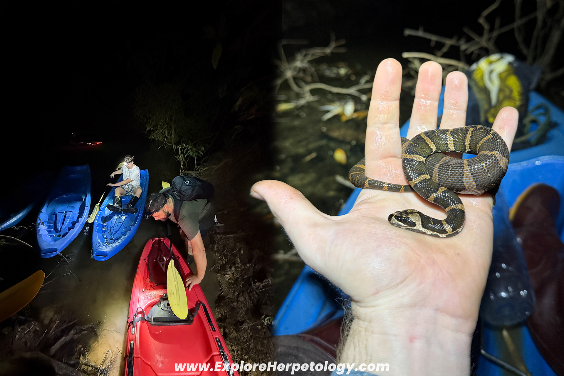 Black-ventered mud snake (Homalopsis nigroventralis).