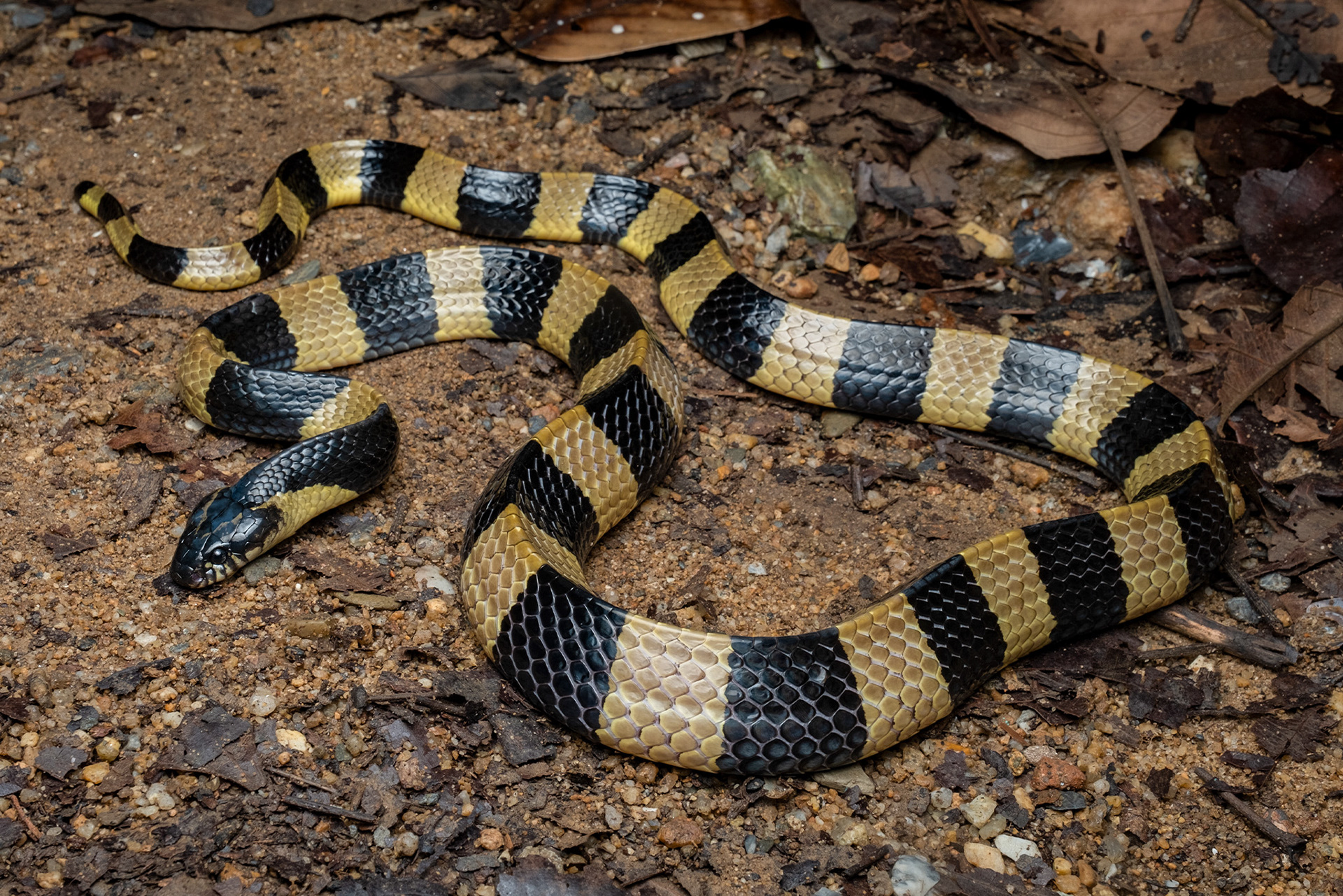 Banded krait (Bungarus fasciatus)