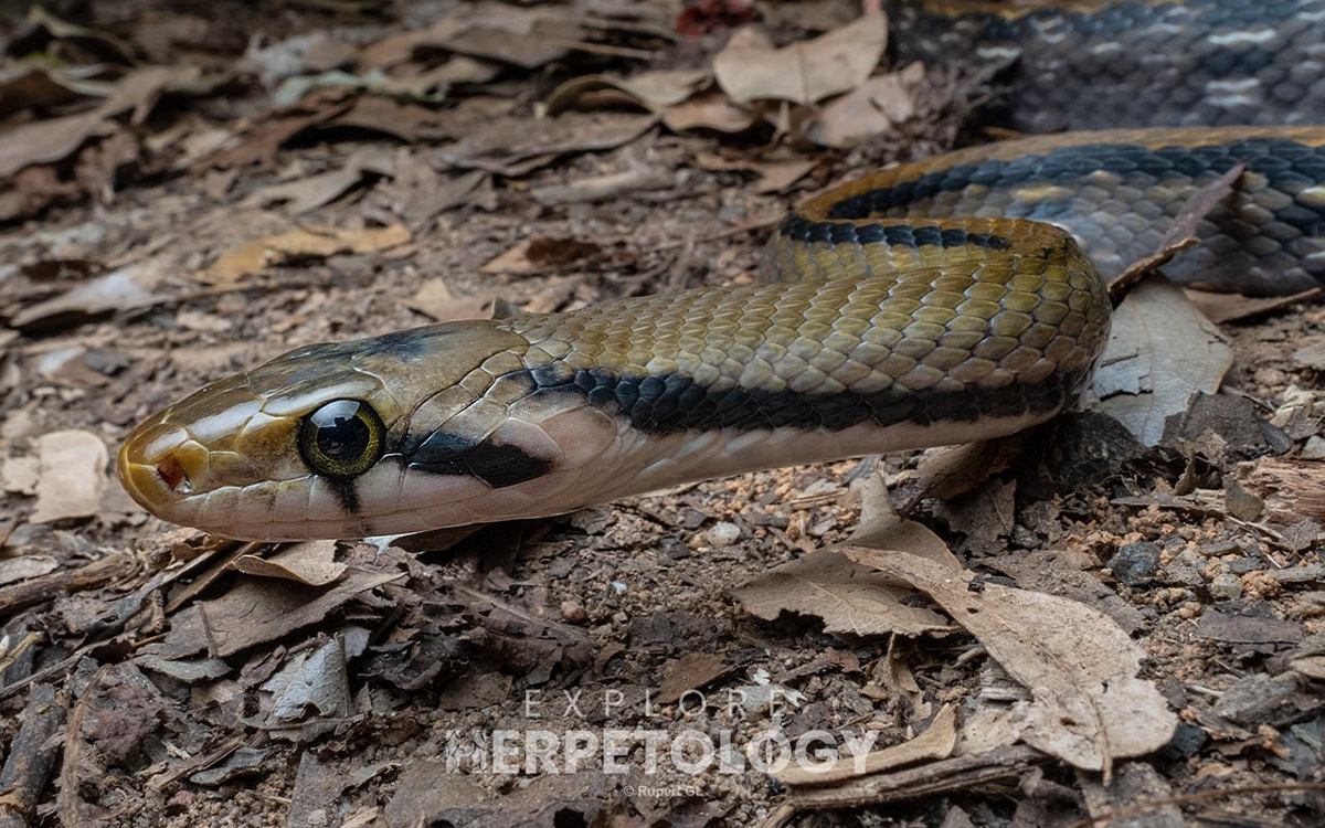 Explore Herpetology | Herping Tours - Expedition Malaysia 2024