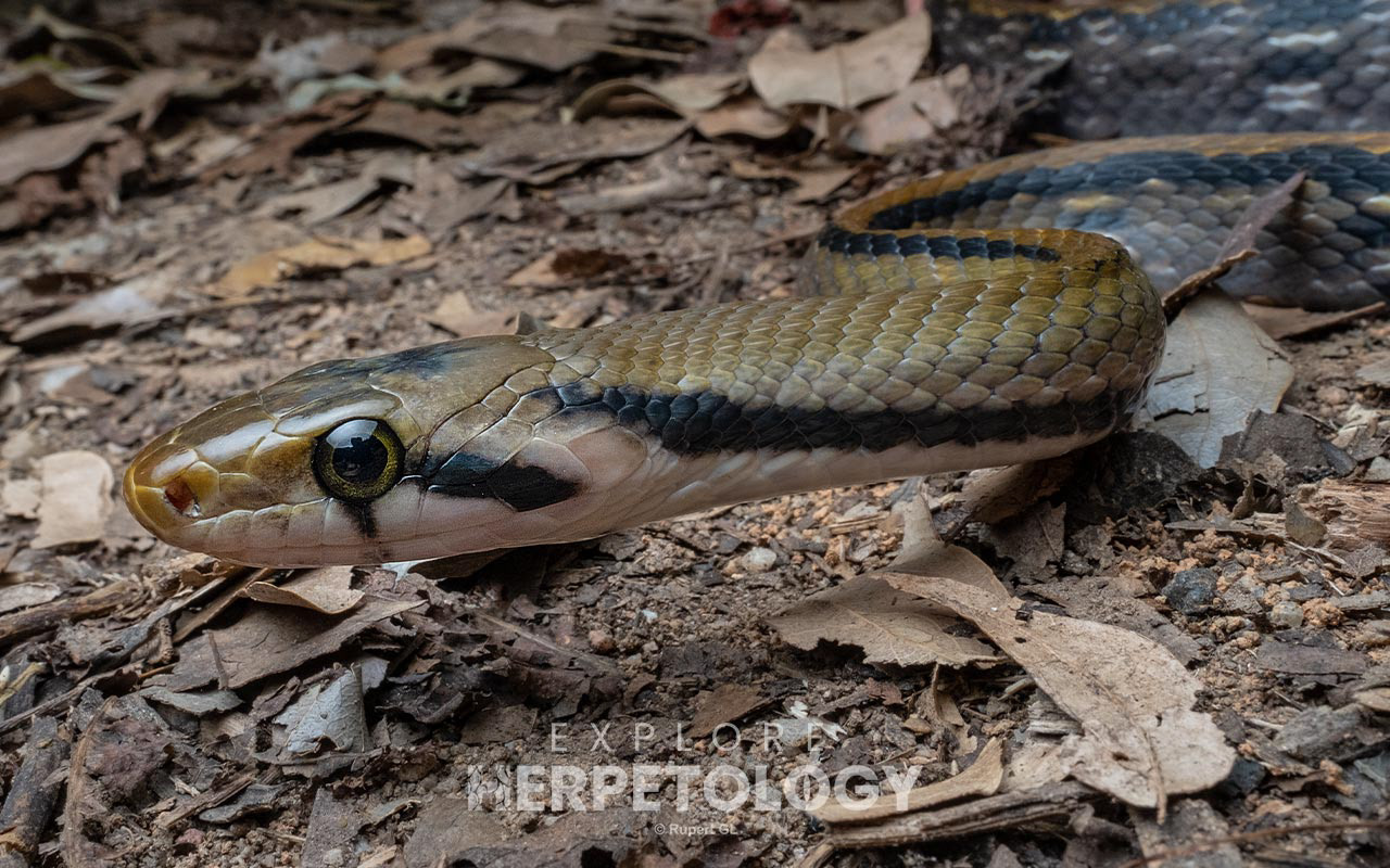 Malayan racer (Coelognathus flavolineatus)