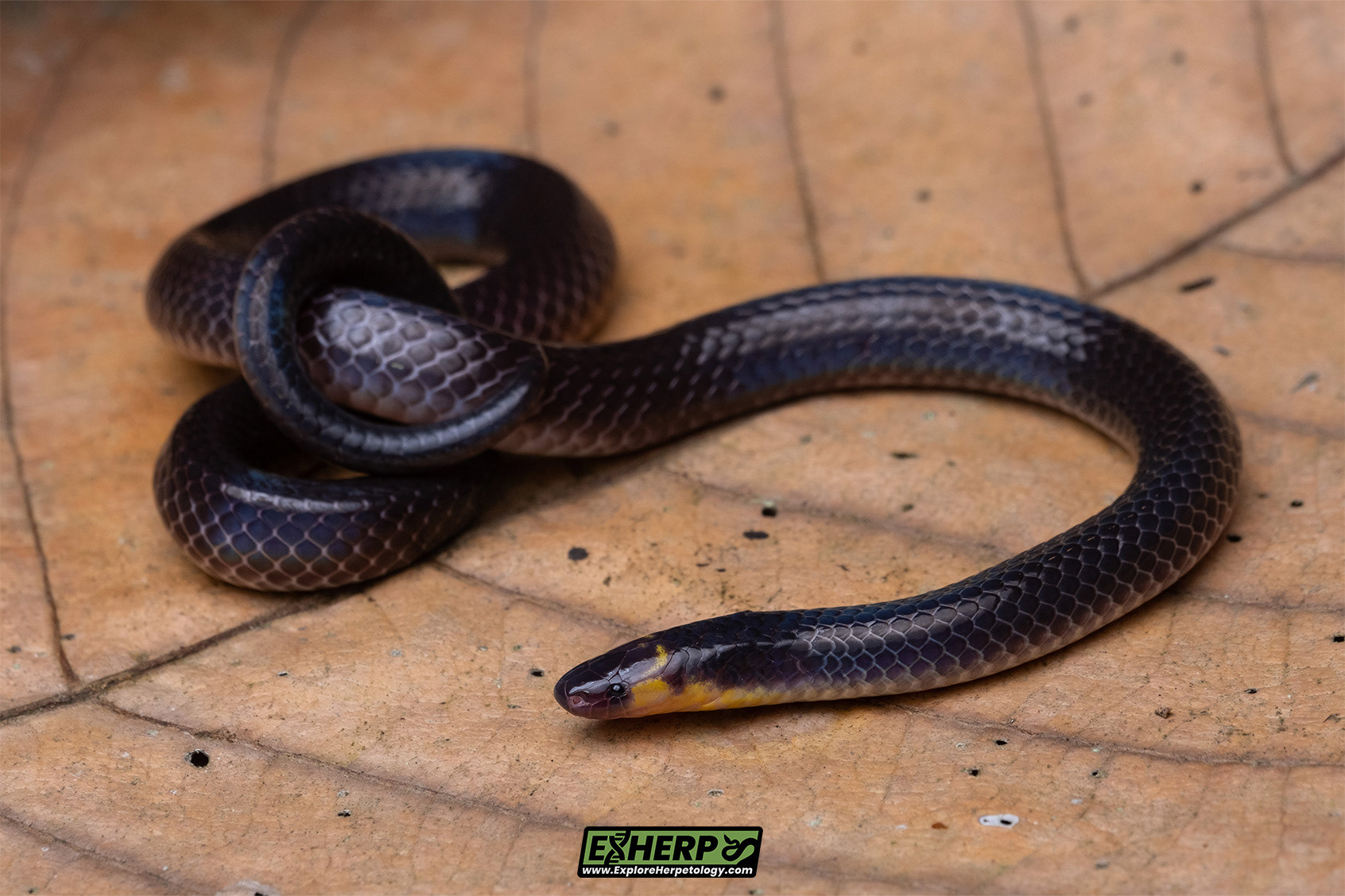 Schlegel's reed snake (Calamaria cf. schlegeli).