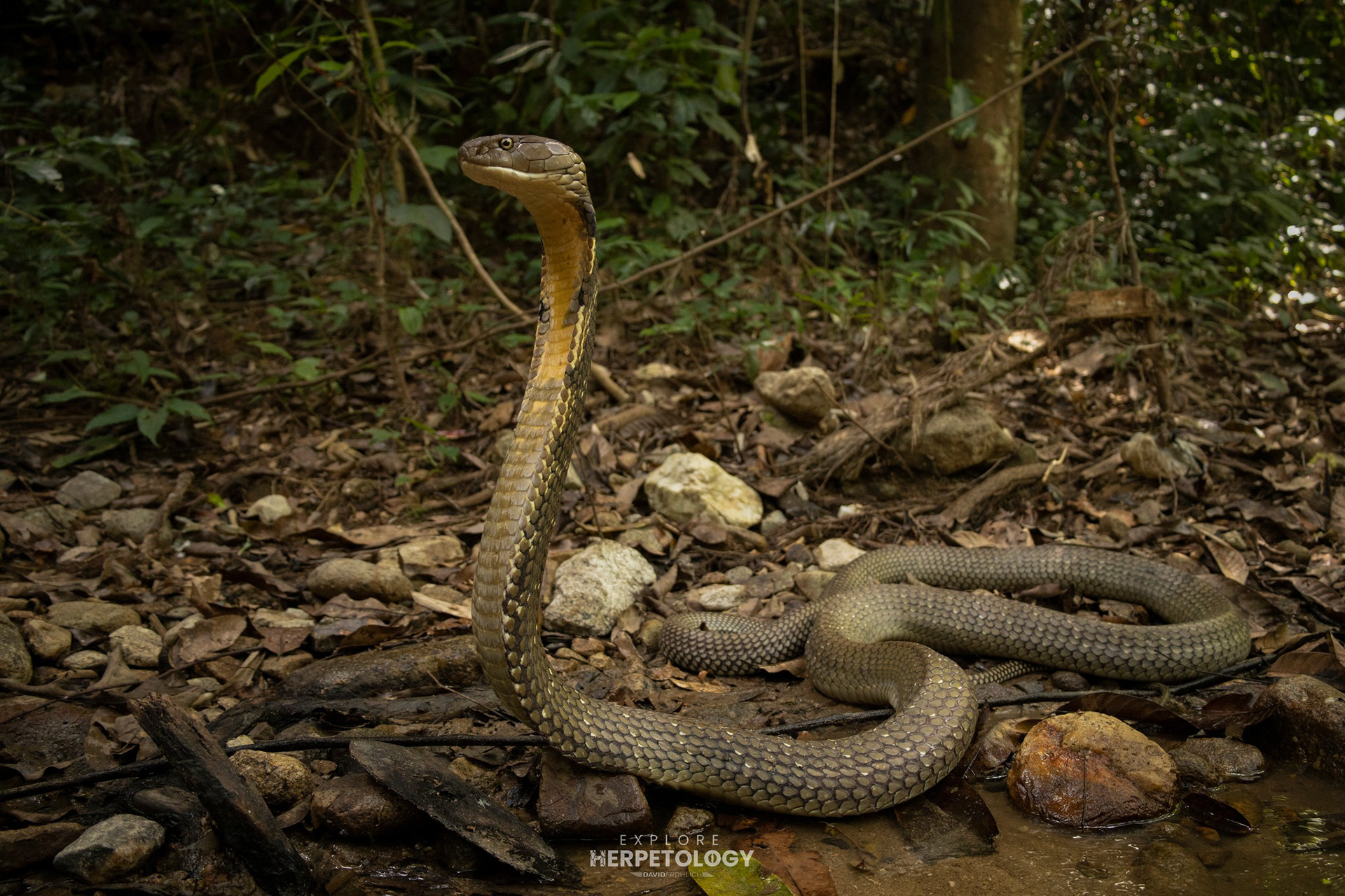 King cobra (Ophiophagus hannah).