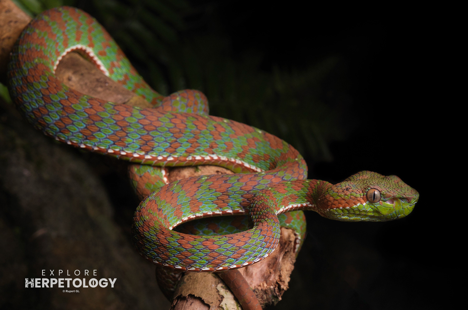 Trimeresurus phuketensis male