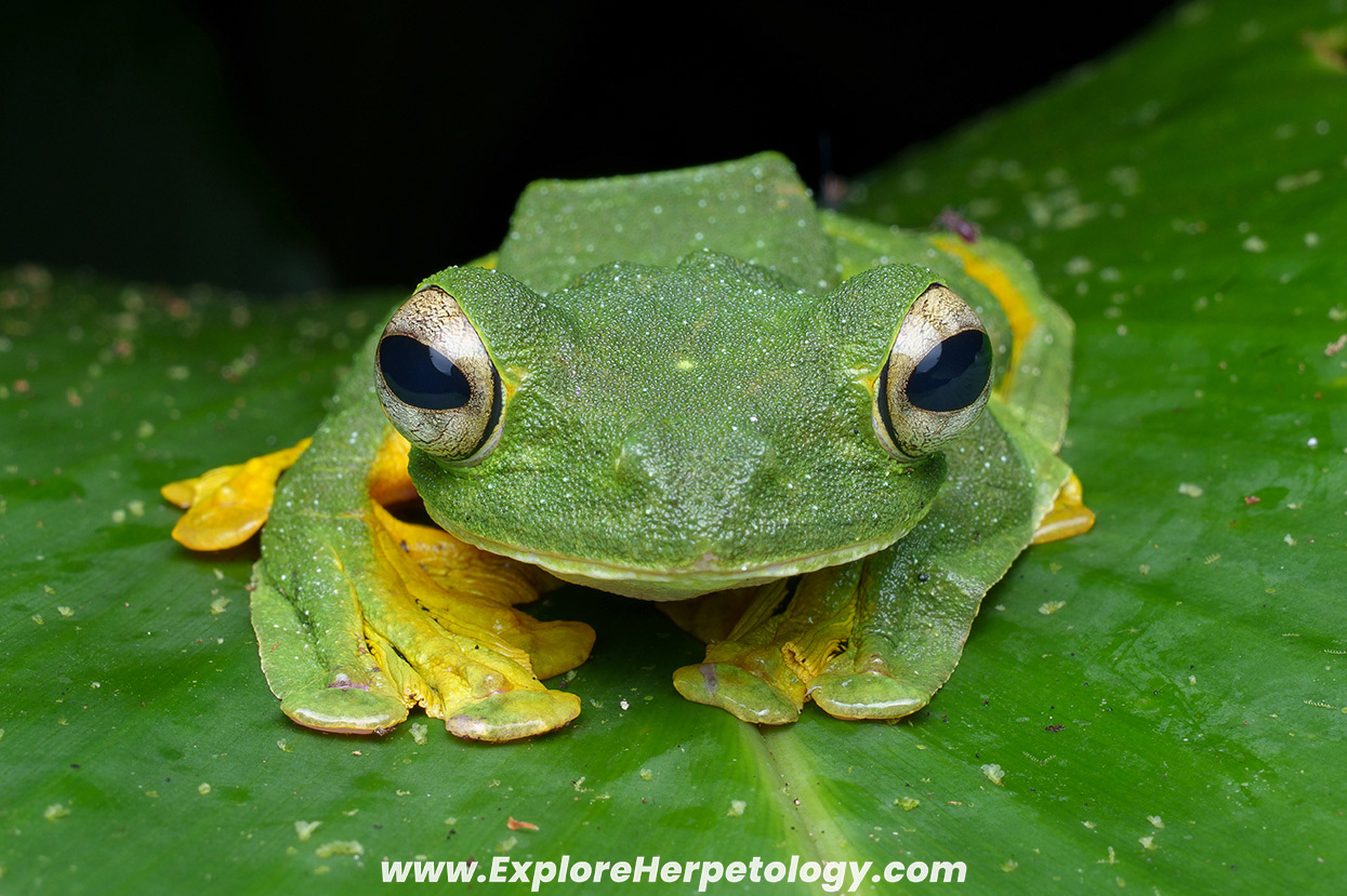 Wallace's flying frog (Rhacophorus nigropalmatus).