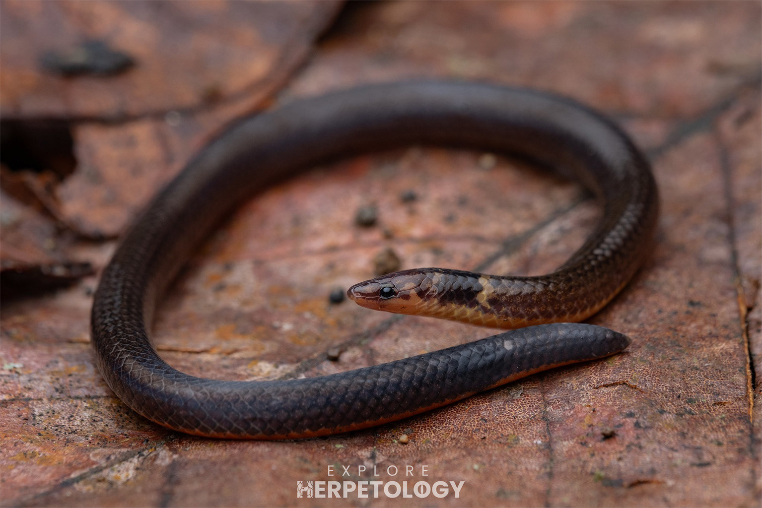 Ampat Lawang reed snake (Calamaria leucogaster)
