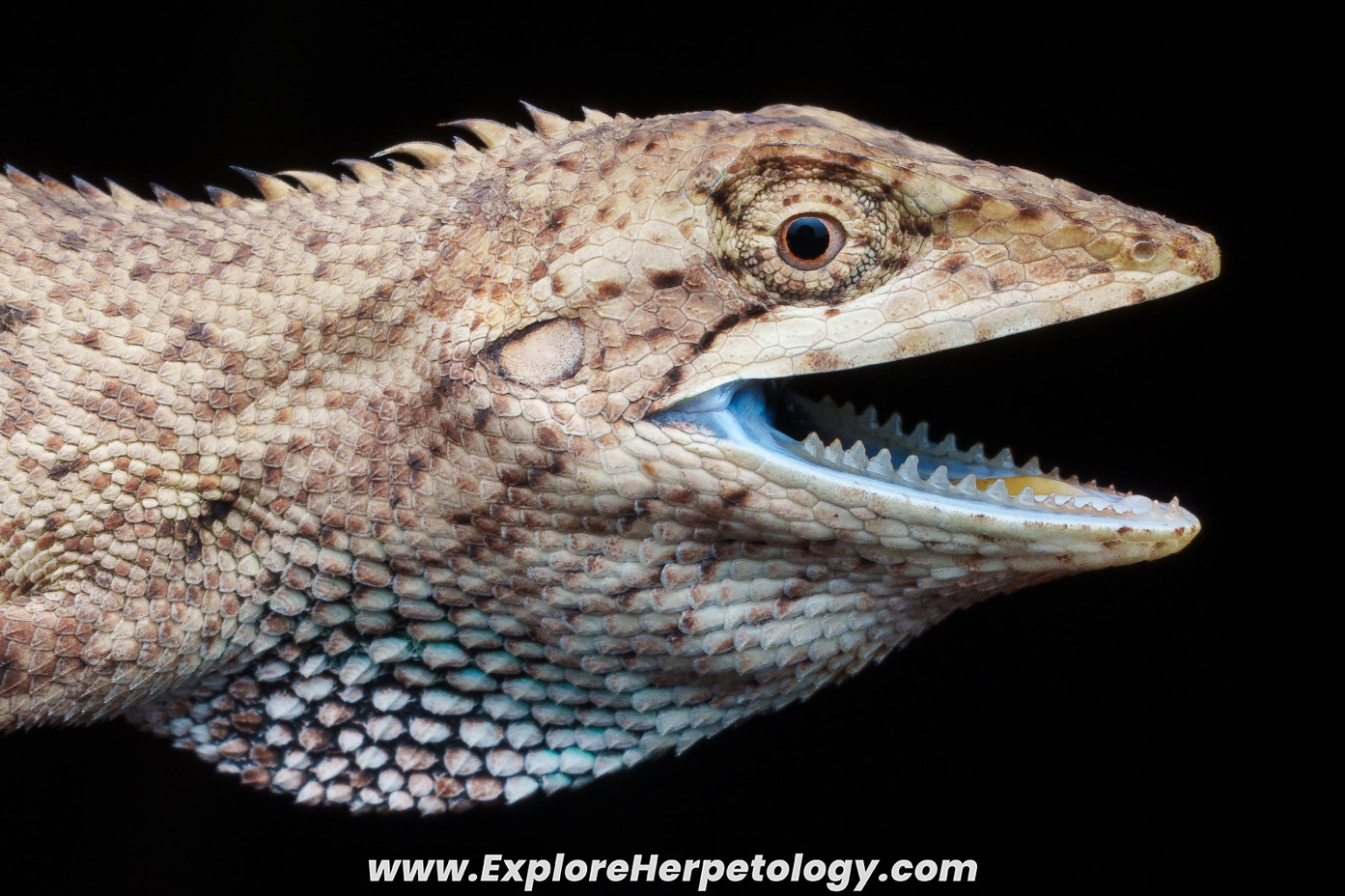 Pseudocalotes microlepis.