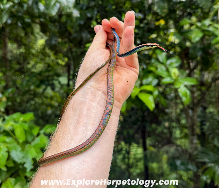 Blue bronzeback (Dendrelaphis cyanochloris).