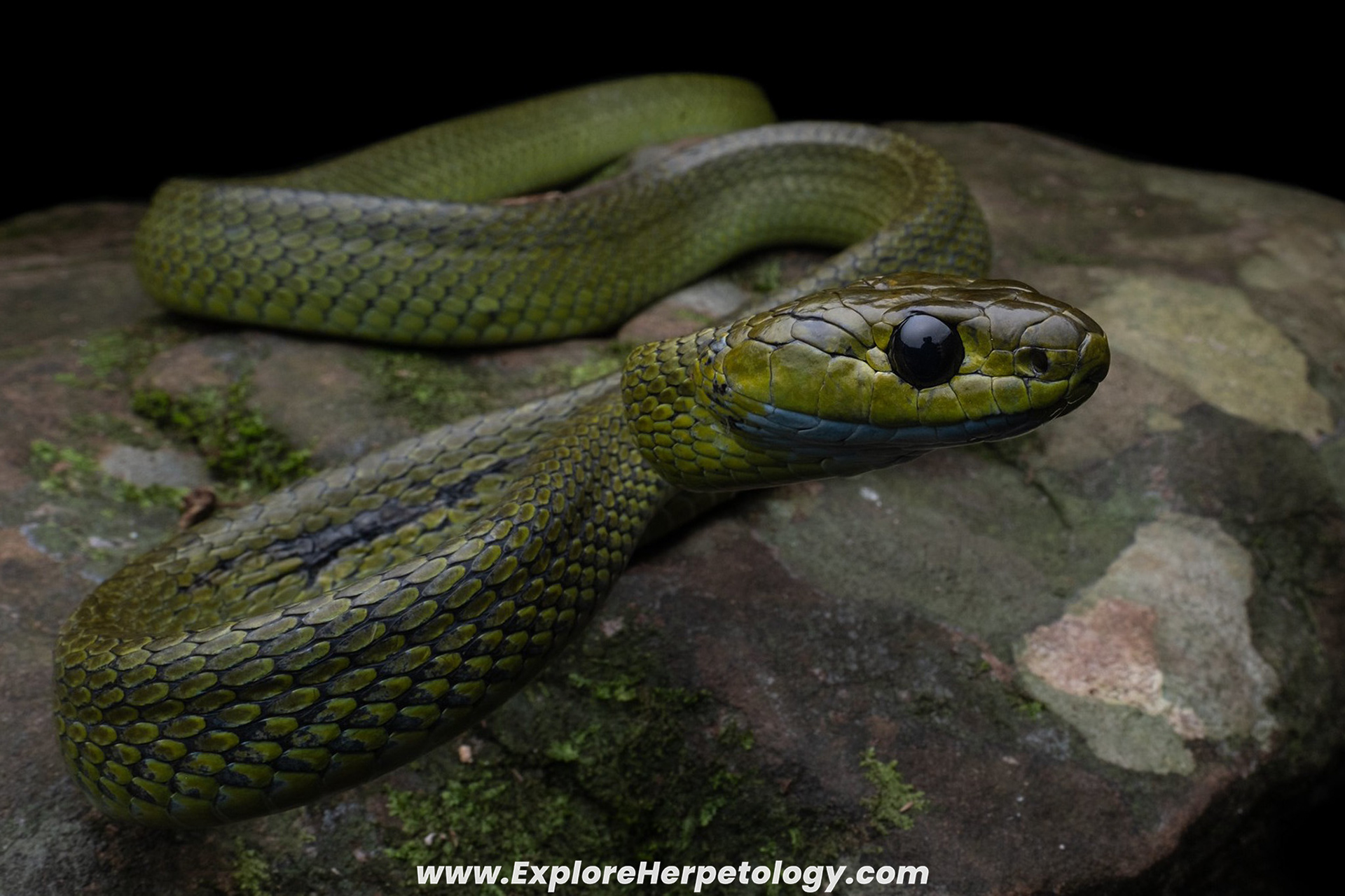 Yunnan cat snake (Boiga cf. cyanea).