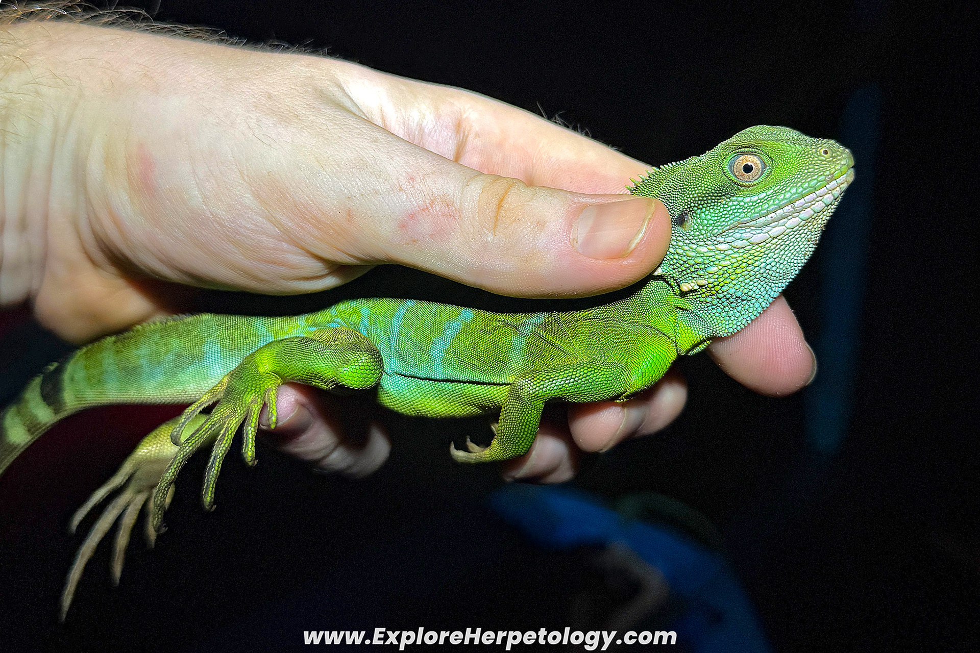 Chinese water dragon.