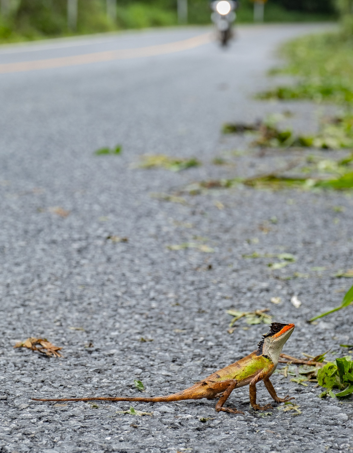 Scale-bellied horned dragon (Acanthosaura lepidogaster).