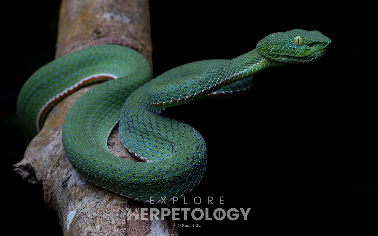 Sabah pit viper (Trimeresurus sabahi fucatus)